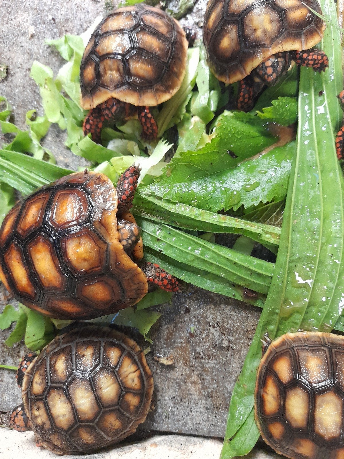 kolenbranderschildpadden Tortoise photo 6