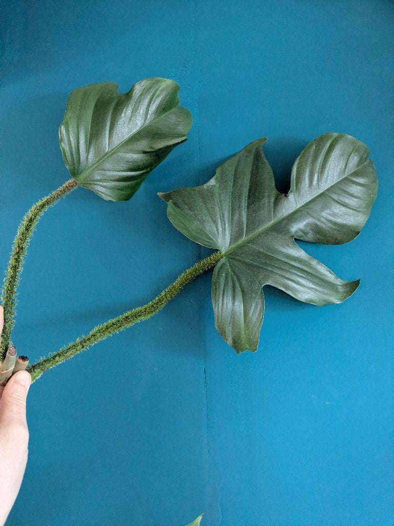 Philodendron Squamiferum stek, Ophalen of Verzenden, Halfschaduw, Minder dan 100 cm