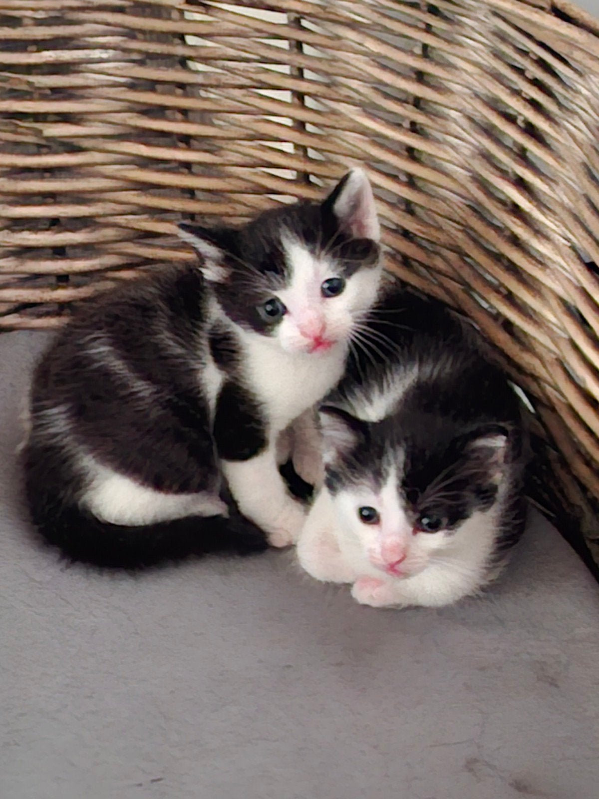 Kittens, Dieren en Toebehoren, Kater