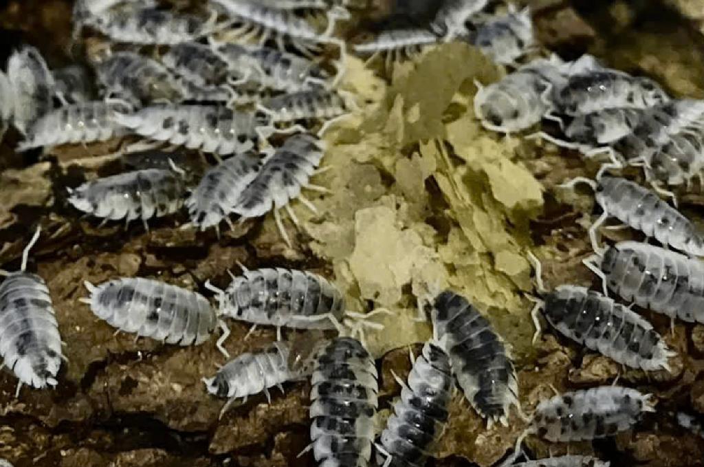 Porcellio Scaber Moo Cow (Isopods - Pissebedden), Dieren en Toebehoren, Insecten en Spinnen, Overige soorten