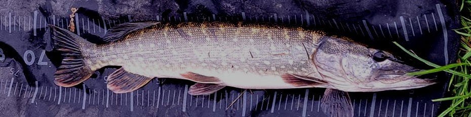 Snoekstreamers serie W voor vlieghengel en lichte spinhengel, Ophalen, Nieuw, Complete set