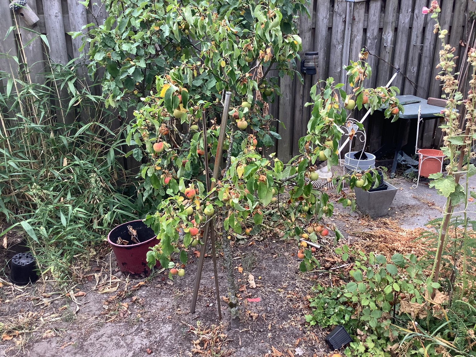 Fruitbomen, Ophalen of Verzenden