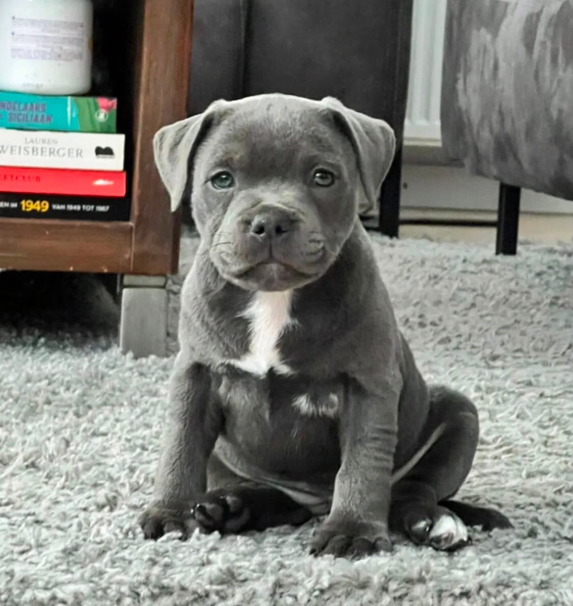 GEZOCHT!  Blauwe Engelse Staffordshire Bull Terriër reutje, 8 tot 15 weken, Parvo, Eén hond, Nederland