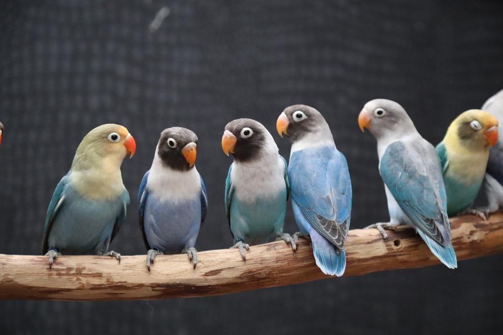 VERWACHT | Jonge Baby Agapornis | Fischeri | Div. Kleuren