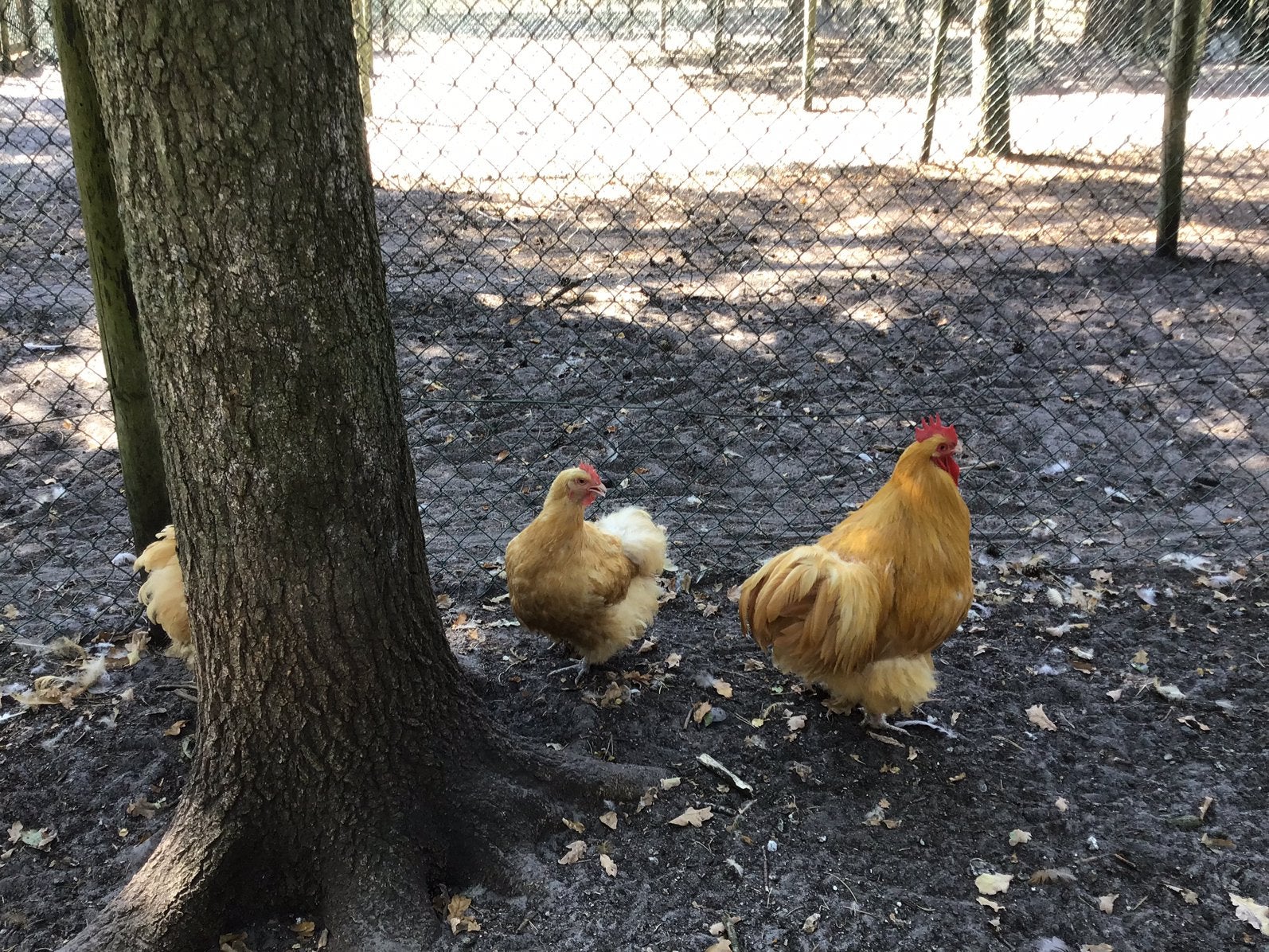 Orpington buff groot broedeieren, Dieren en Toebehoren, Geslacht onbekend, Kip