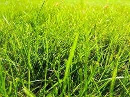 Verse Graszoden & Grasmatten  Topkwaliteit Noord Nederland, Tuin en Terras, Info@koopgraszoden.nl, 20 m² of meer, Www.koopgraszoden.nl