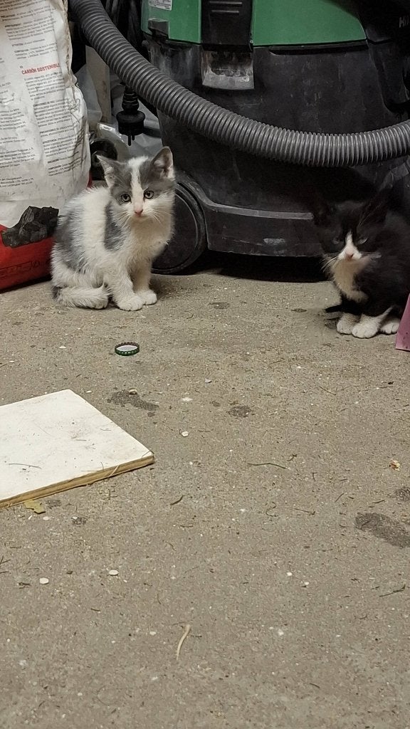 Poesjes, Dieren en Toebehoren, Katten en Kittens | Raskatten | Korthaar, Poes, 0 tot 2 jaar