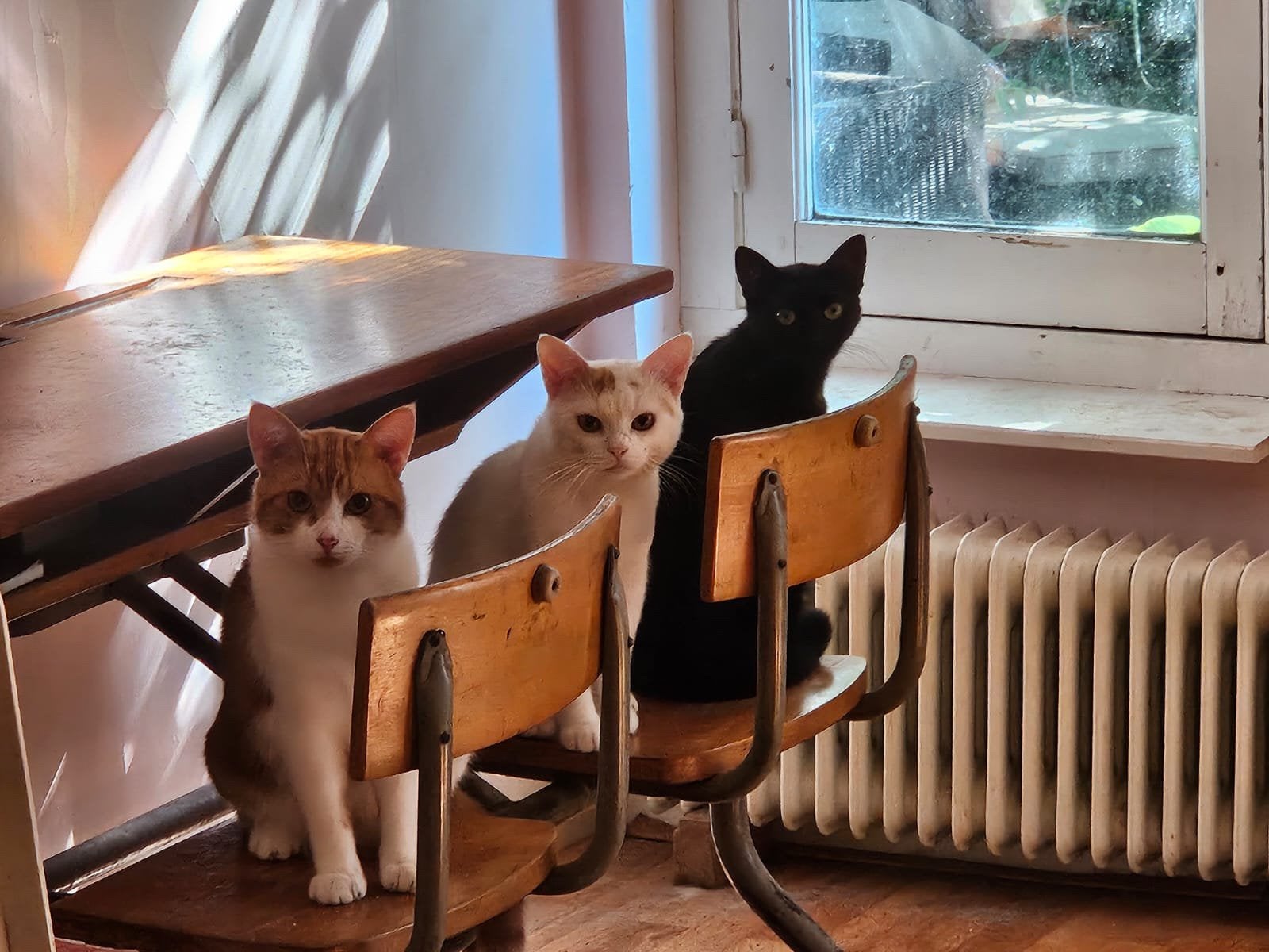 1 jarige katten, 2 katers en 1 poes, Dieren en Toebehoren, Poes