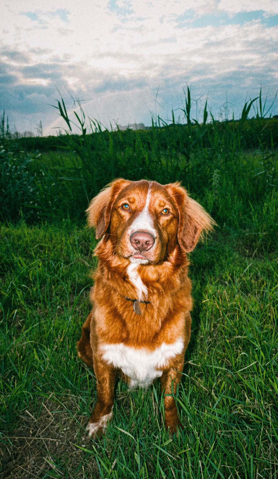 Nova scotia duck rolling retriever dekreu toller dekreu, Dieren en Toebehoren, Honden | Retrievers, Spaniëls en Waterhonden, Parvo