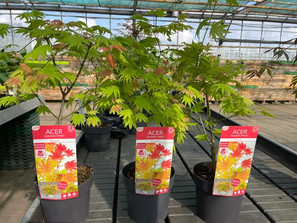 Acer - Esdoorn “Moonrise”, Tuin en Terras, Planten | Tuinplanten, Vaste plant, Bloeit niet, Halfschaduw, Ophalen