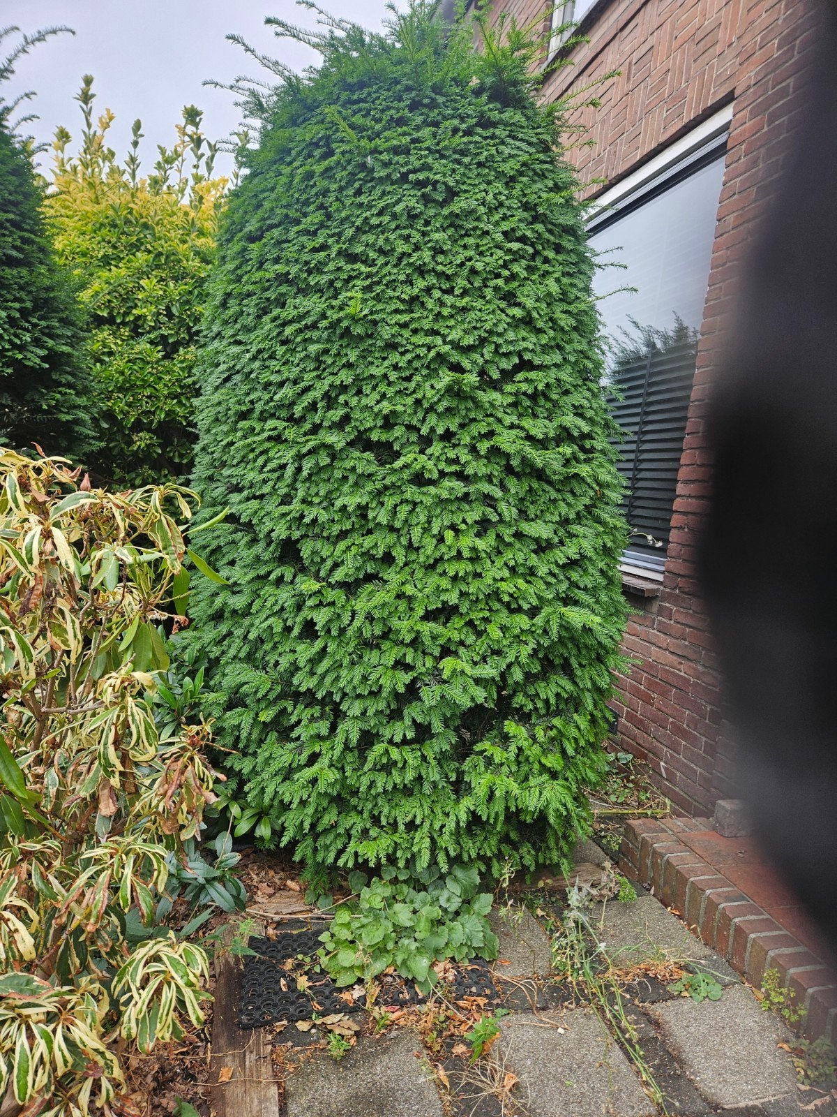bomen, Tuin en Terras, Planten | Bomen, Ophalen