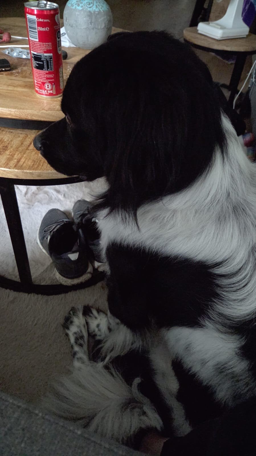 Friese Stabij reu 1 jaar, 1 tot 2 jaar, Eén hond, Nederland, Particulier