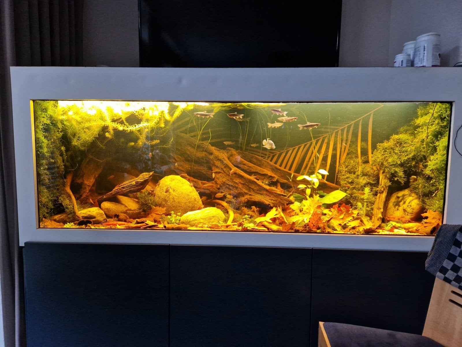 lek aquarium. terrarium, Dieren en Toebehoren