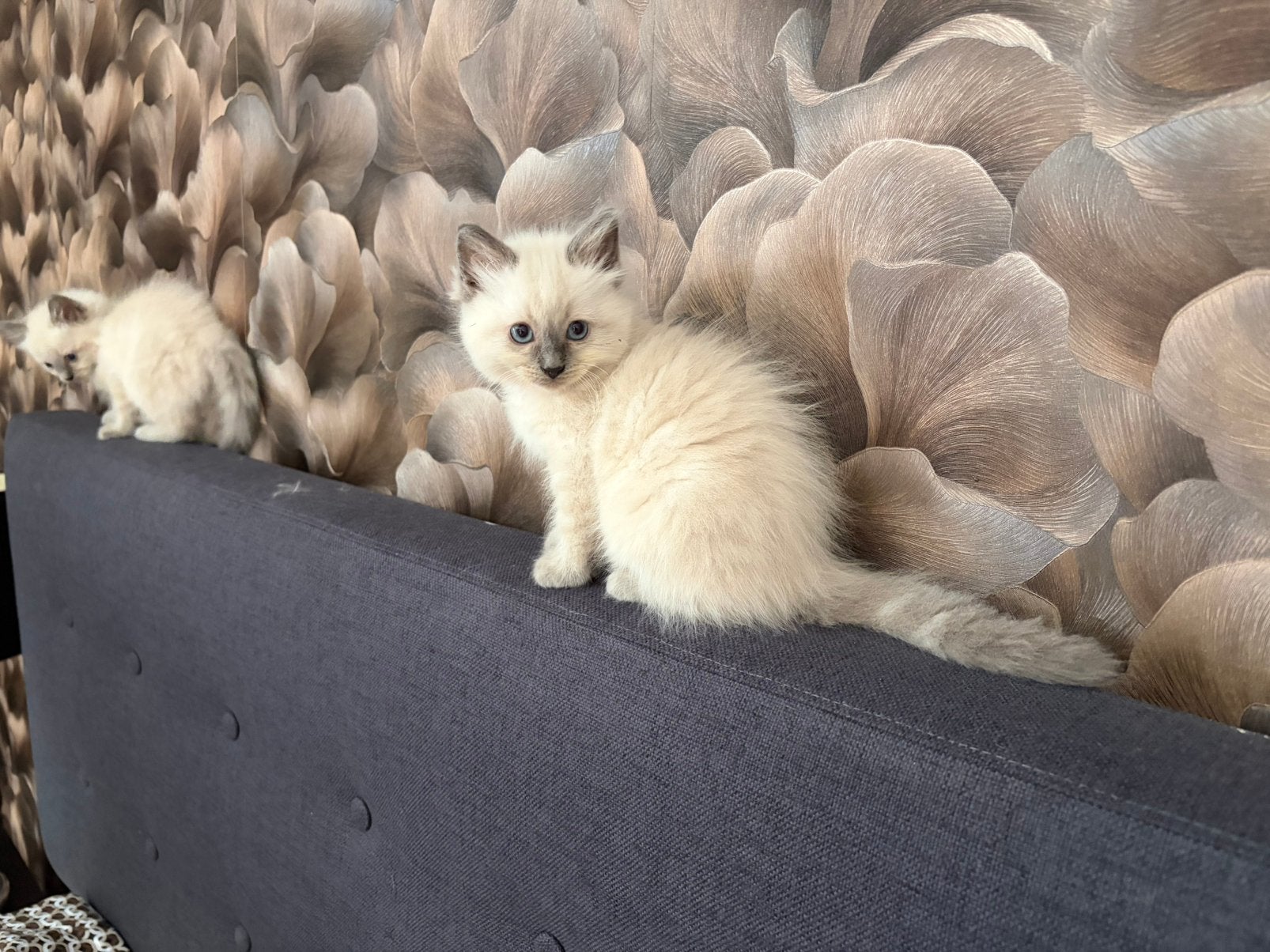 Ragdoll kittens met stamboom uit huiselijke cattery, Dieren en Toebehoren, Meerdere dieren, Met stamboom, 0 tot 2 jaar