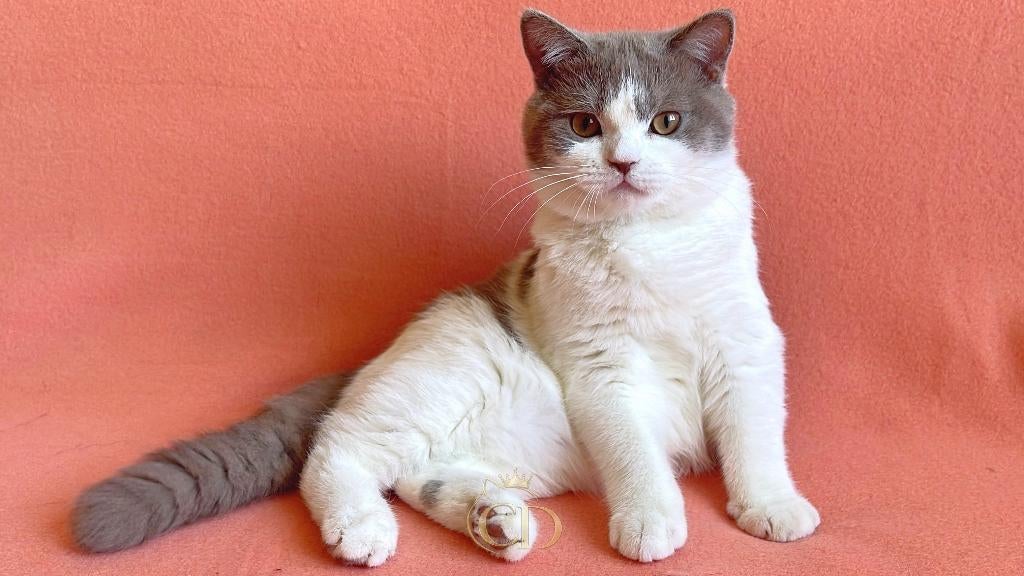 Brits Korthaar kitten met stamboom, Dieren en Toebehoren, Katten en Kittens | Raskatten | Korthaar, Kater, Ontwormd