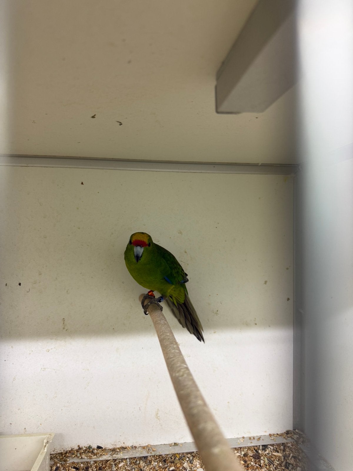Geelvoorhoofd kakariki’s, Meerdere dieren, Parkiet