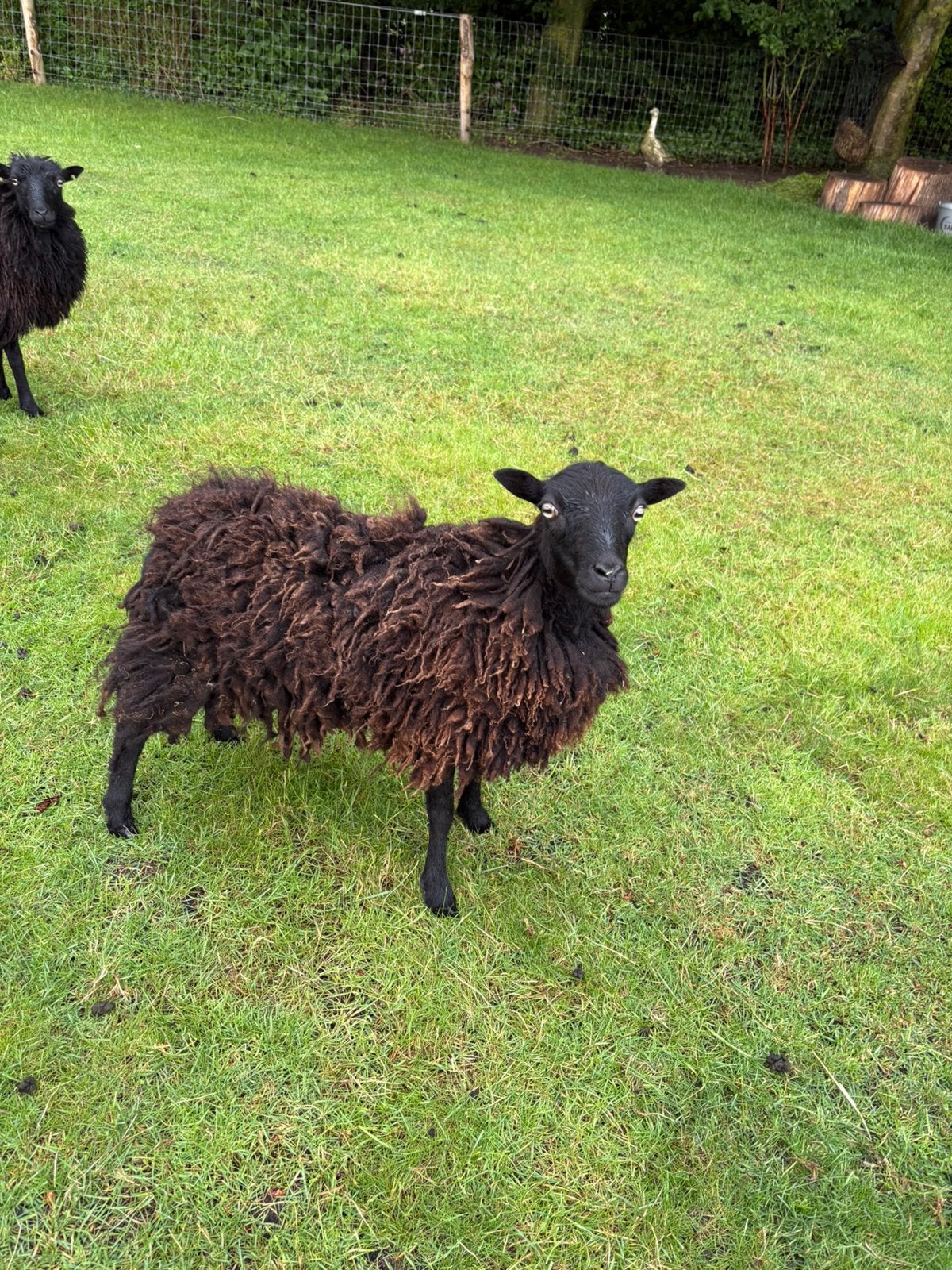 Ouessant ooi, Dieren en Toebehoren, Vrouwelijk, Schaap