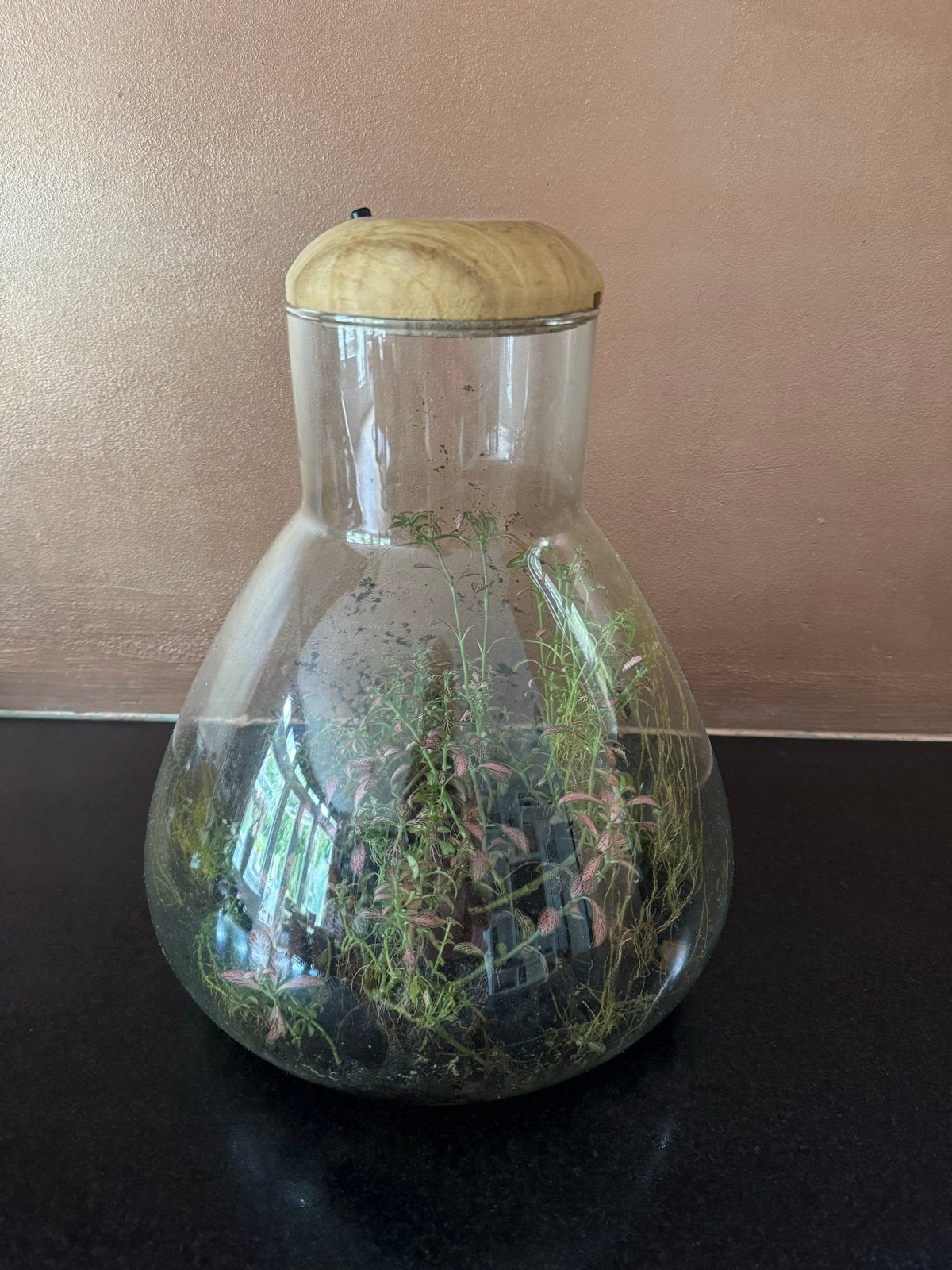 Planten terrarium met verlichting, ca. 35 cm hoog, Ophalen, Overige soorten, Halfschaduw, Minder dan 100 cm