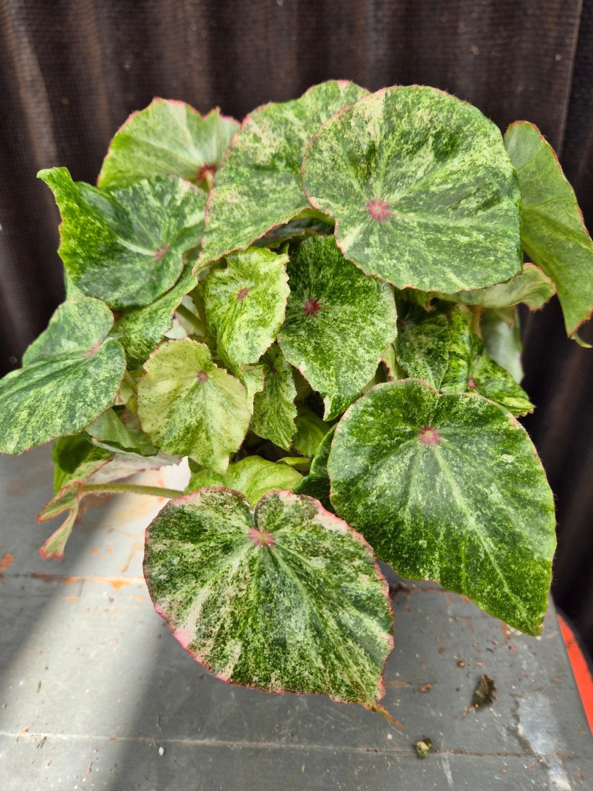 Begonia Rouge Variegata (C), Ophalen of Verzenden, Halfschaduw, Minder dan 100 cm