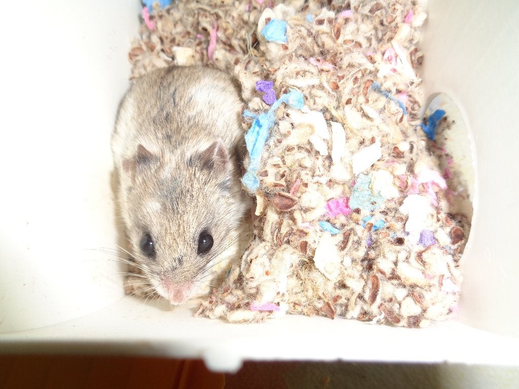 Lieve jonge chinese hamster met kooi, Maart, Vrouwelijk, Hamster