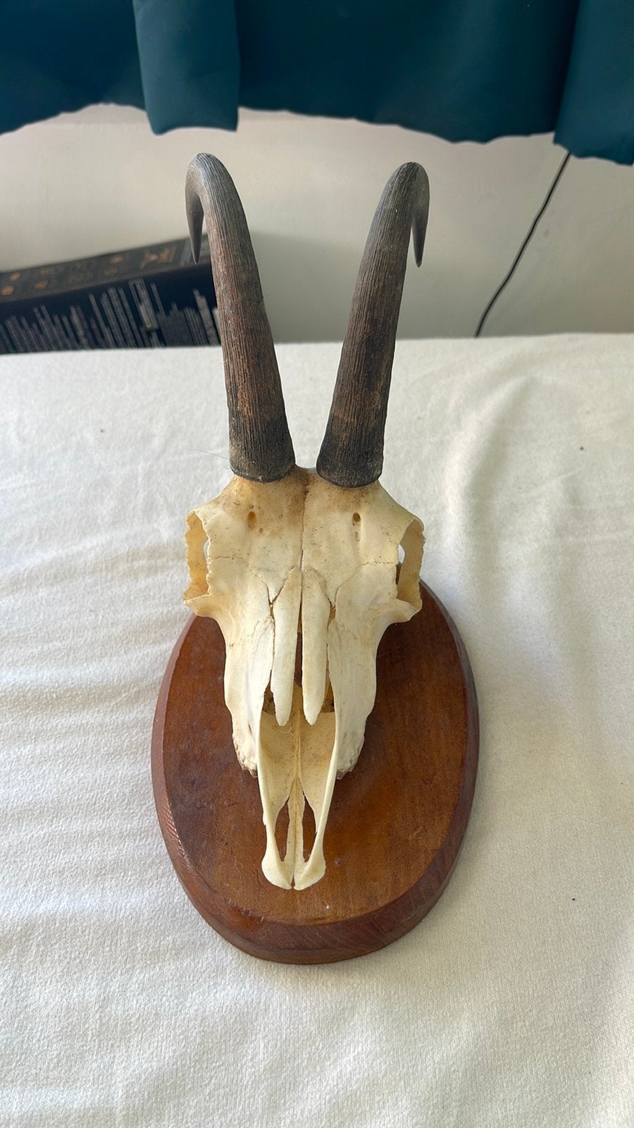 Schedel met horens op houten plank, Ophalen of Verzenden, Zo goed als nieuw, Schedel
