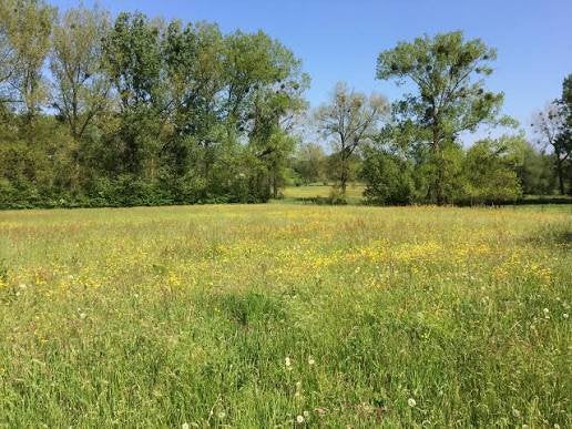 Gezocht grasland weide agrarische grond, Dieren en Toebehoren, Stalling en Weidegang