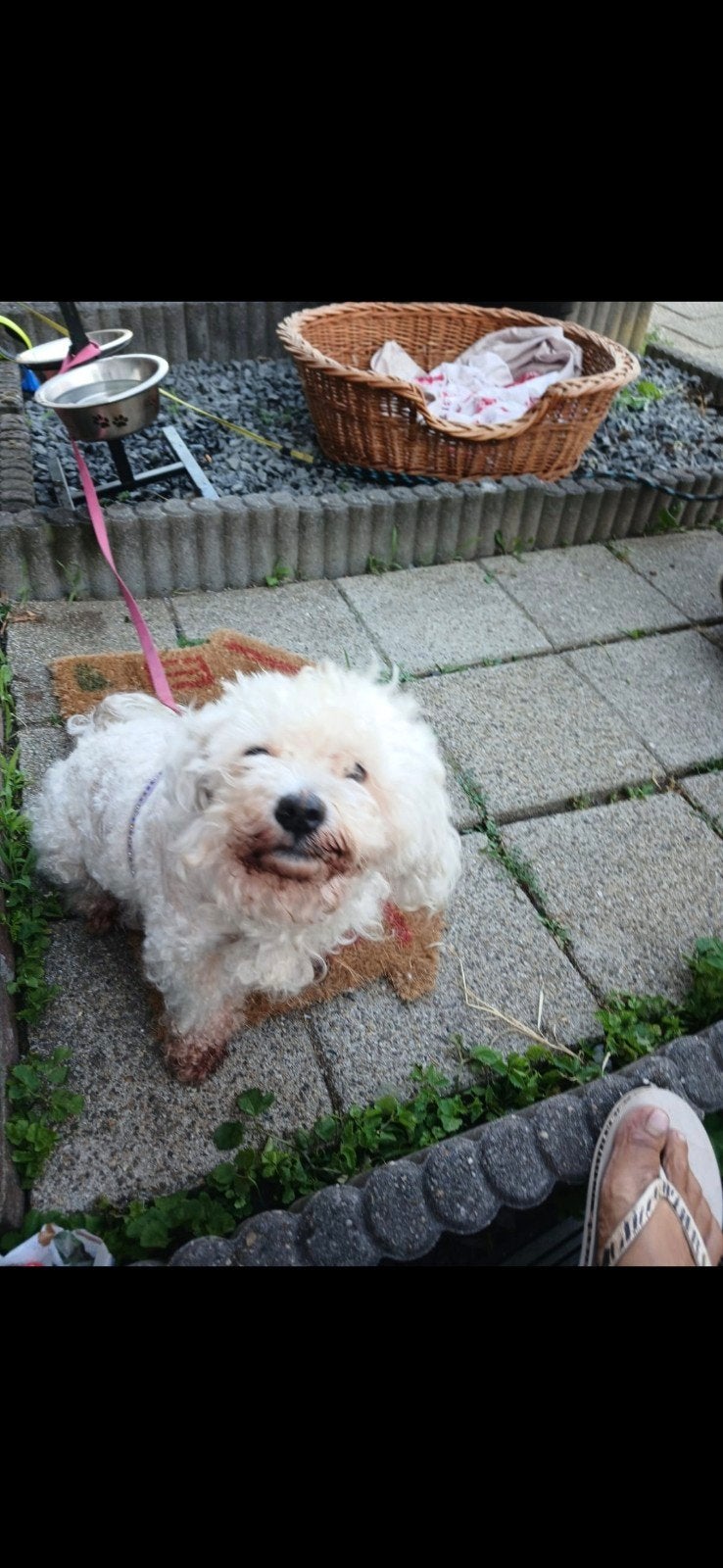 vermist, Hond