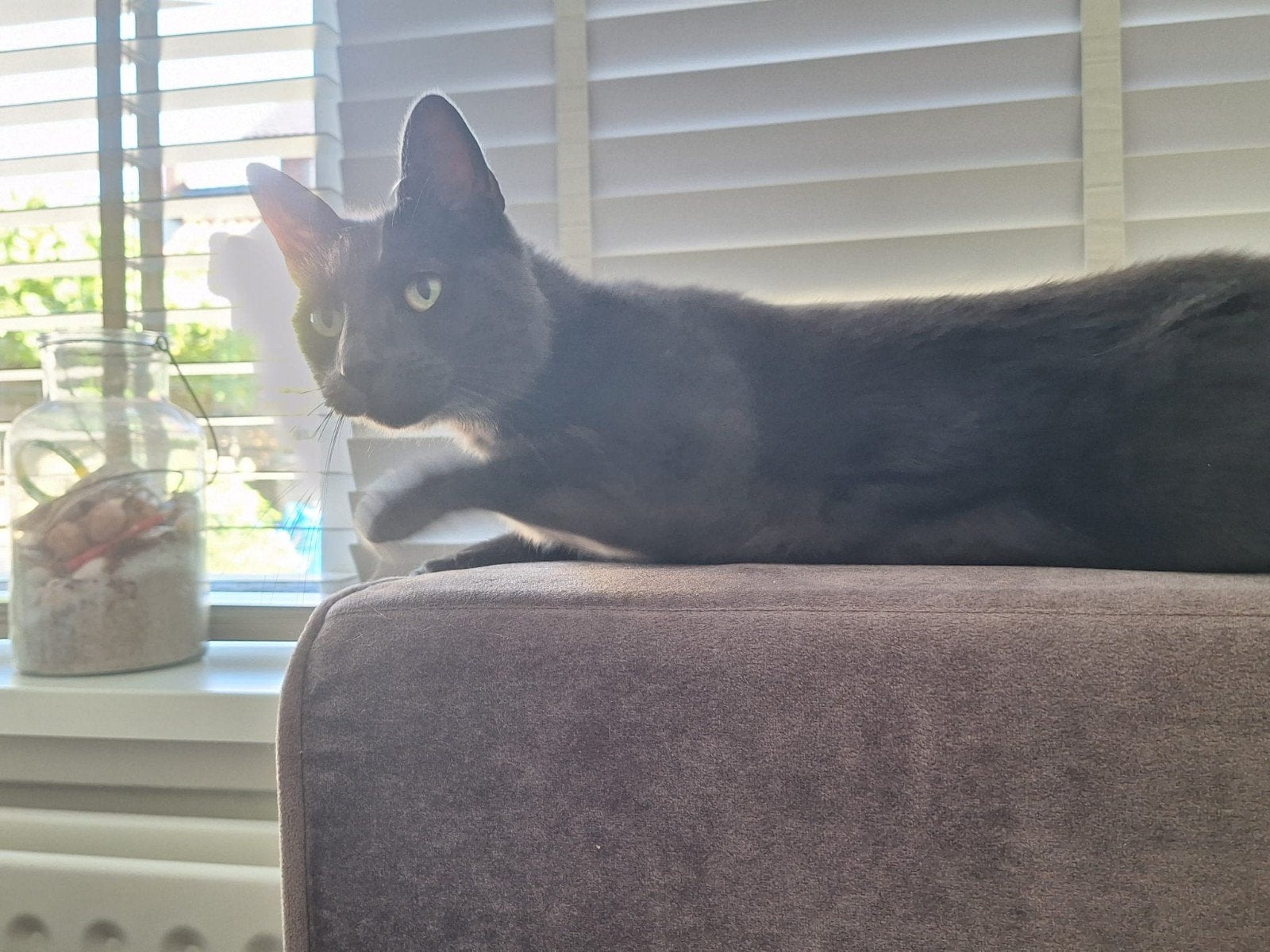 zwarte russ  het is een ras poes  gratis, Poes, Kortharig, 0 tot 2 jaar