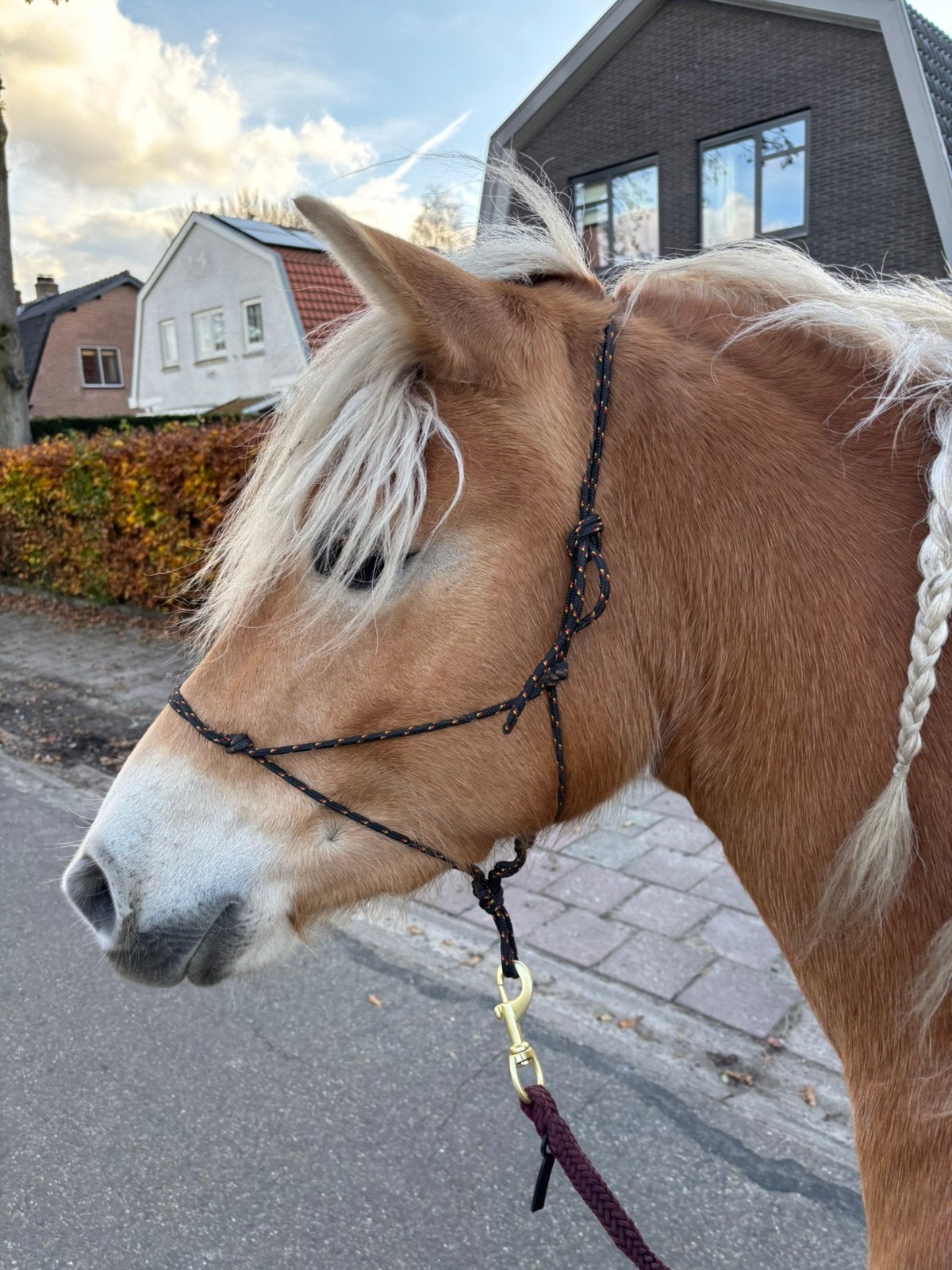 Lease pony aangeboden in Soest, Ruiter of Bijrijder