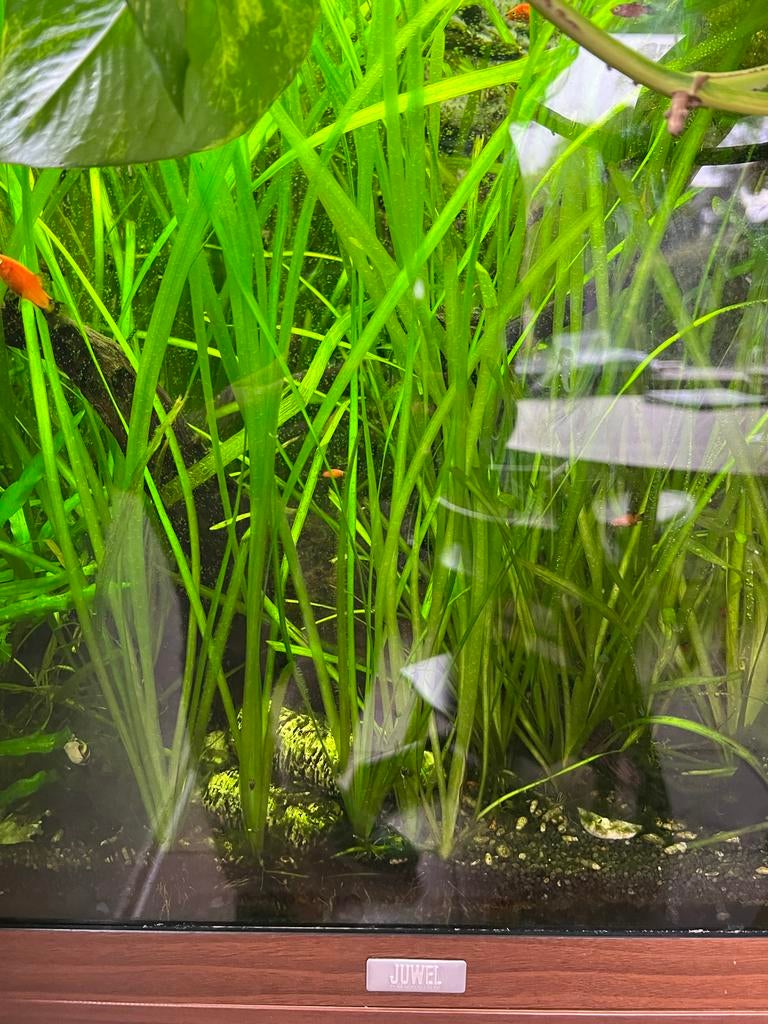 Aquariumplanten vallisneria spiralis 1€ per stuk, Ophalen, Plant(en), Steen of Hout