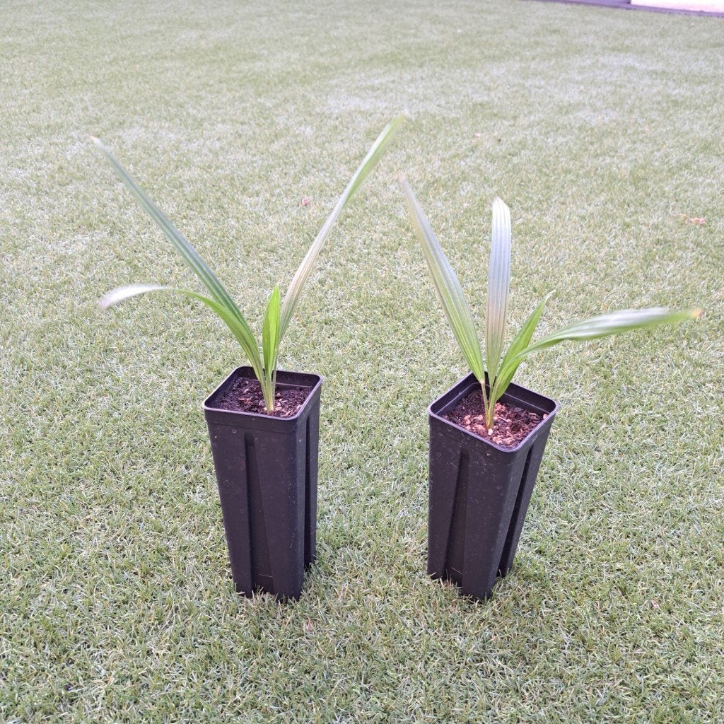 2 Trachycarpus fortunei zaailing – Waaierpalm – pot 18 cm, Vaste plant, Bloeit niet, Halfschaduw, Ophalen
