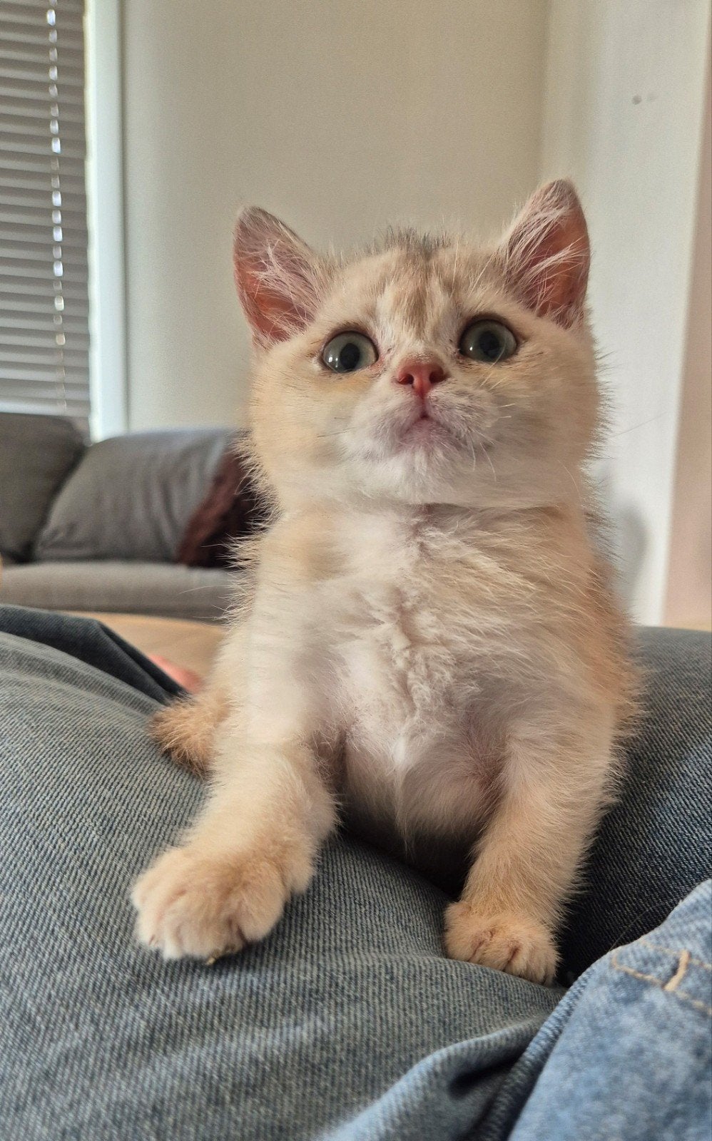 Prachtige raszuivere britse korthaar kittens