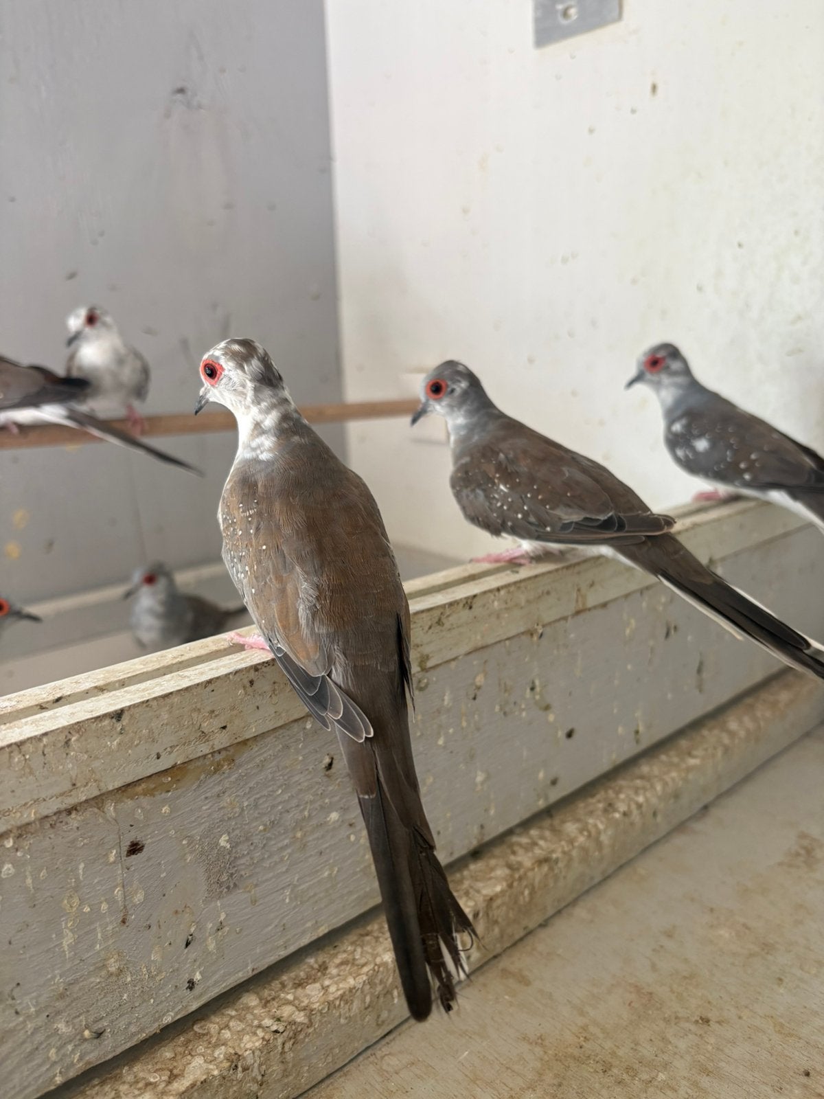 Bonte diamantduifjes, Meerdere dieren, Geringd