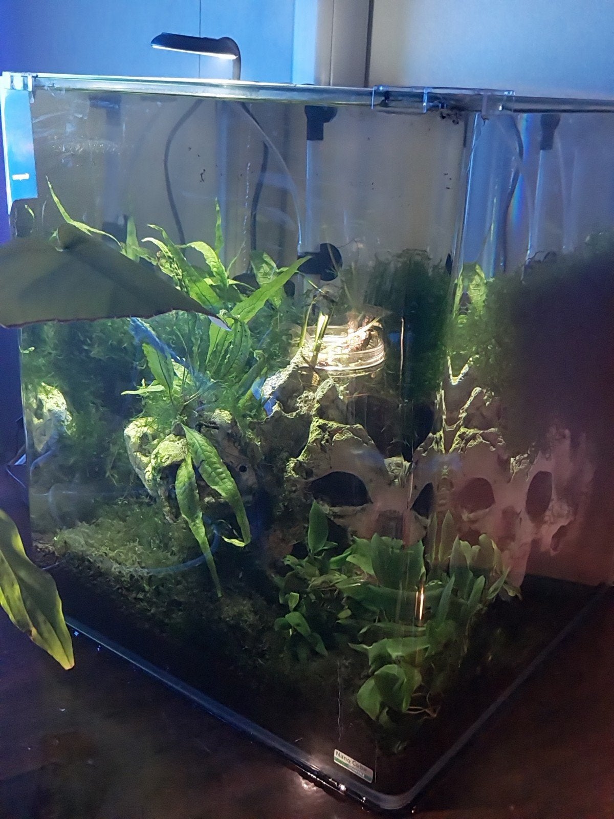Aquascape aquarium dennerle, Dieren en Toebehoren, Vissen | Aquaria en Toebehoren, Ophalen, Zo goed als nieuw, Gevuld zoetwateraquarium