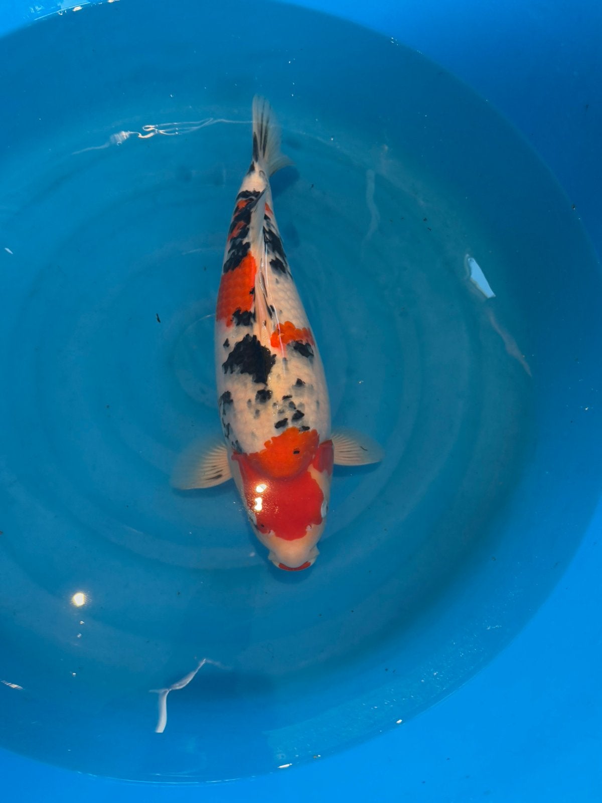 Sanke Yoshino, Dieren en Toebehoren, Karper of Koi
