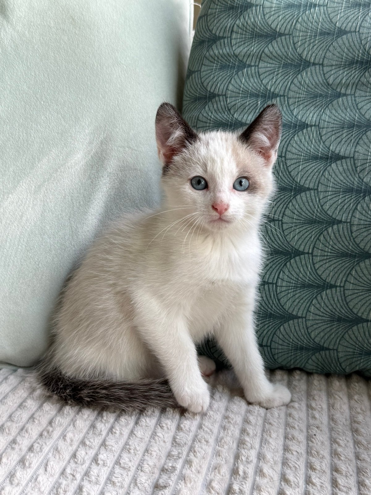Knappe kruising Ragdoll kittens, zeer aanhankelijk, Dieren en Toebehoren, Meerdere dieren