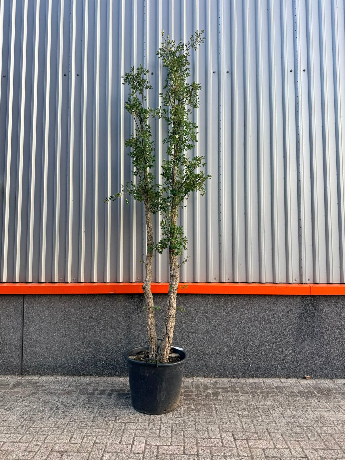 Mooie dubbelstammige kurkeik, Tuin en Terras, Overige soorten, 250 tot 400 cm, Zomer, Ophalen