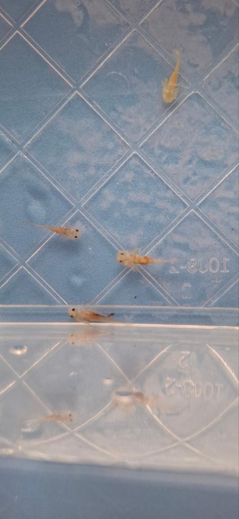 Baby axolotls, Ophalen, Nieuw