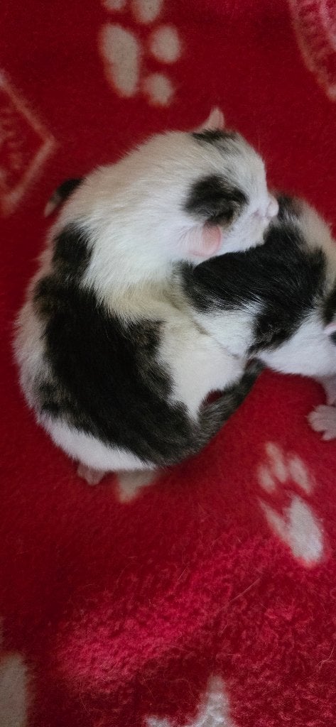 Driekleur, wit met tijgerprint, Meerdere dieren, Kortharig, 0 tot 2 jaar