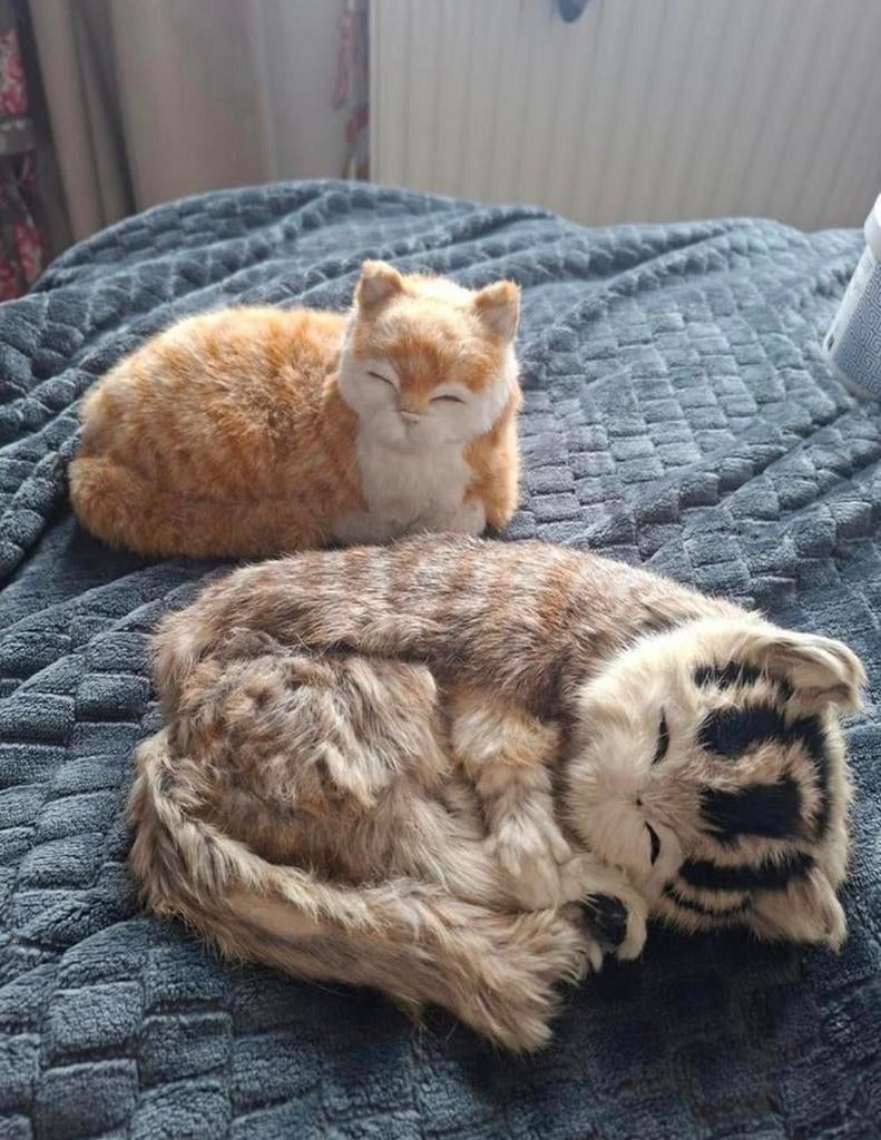 Aaibare katten, Ophalen of Verzenden, Zo goed als nieuw, Overige typen