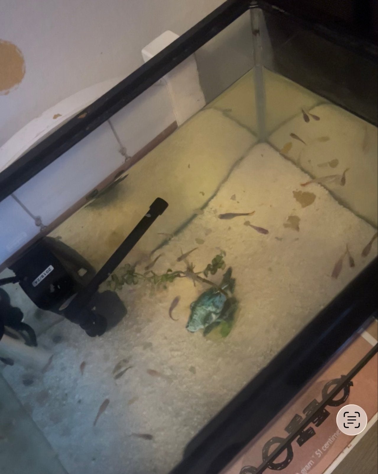 Guppies