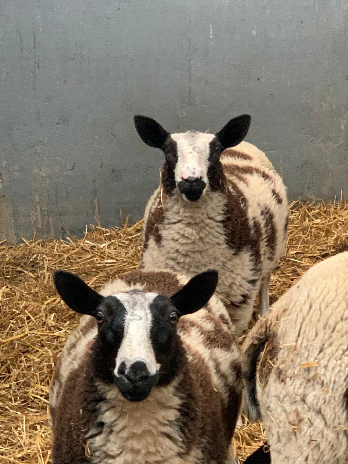 Bonte ooi lammeren, Dieren en Toebehoren, Vrouwelijk, Schaap