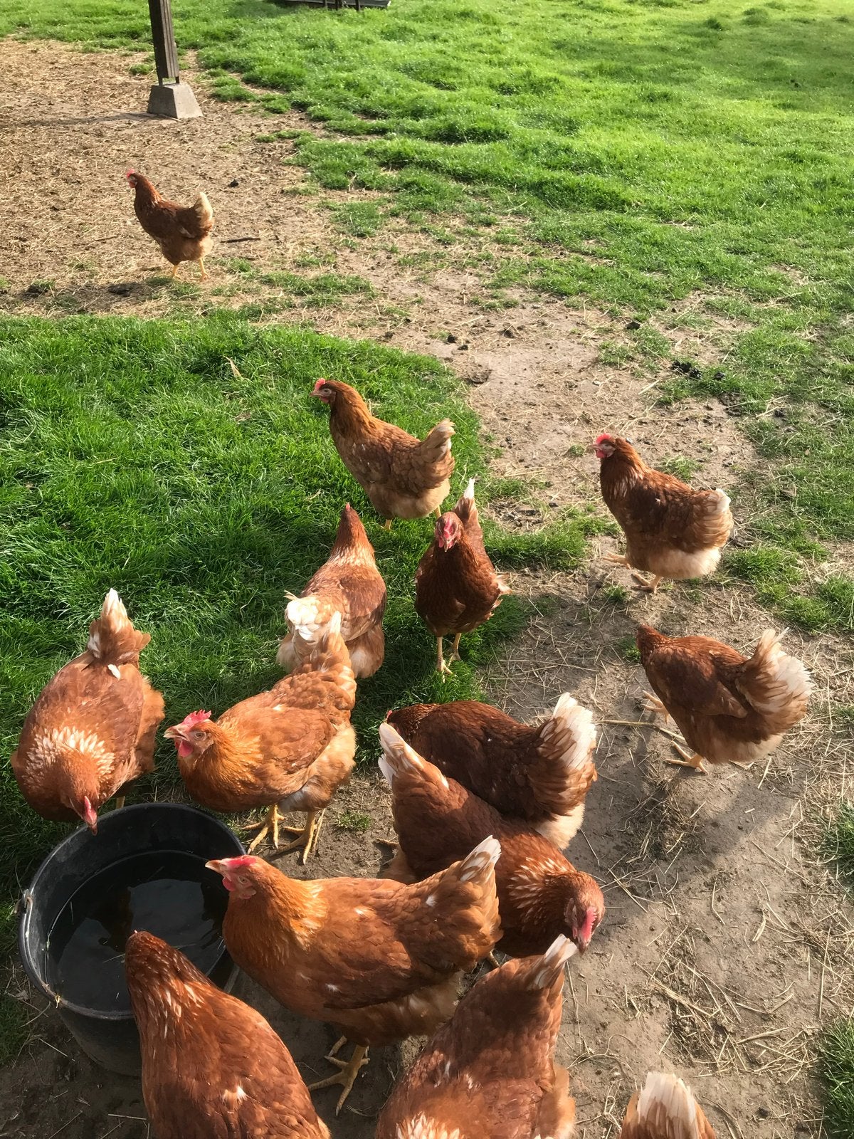 Jonge hennen lohman en wit leghorn leghennen 19 w legkippen, Dieren en Toebehoren
