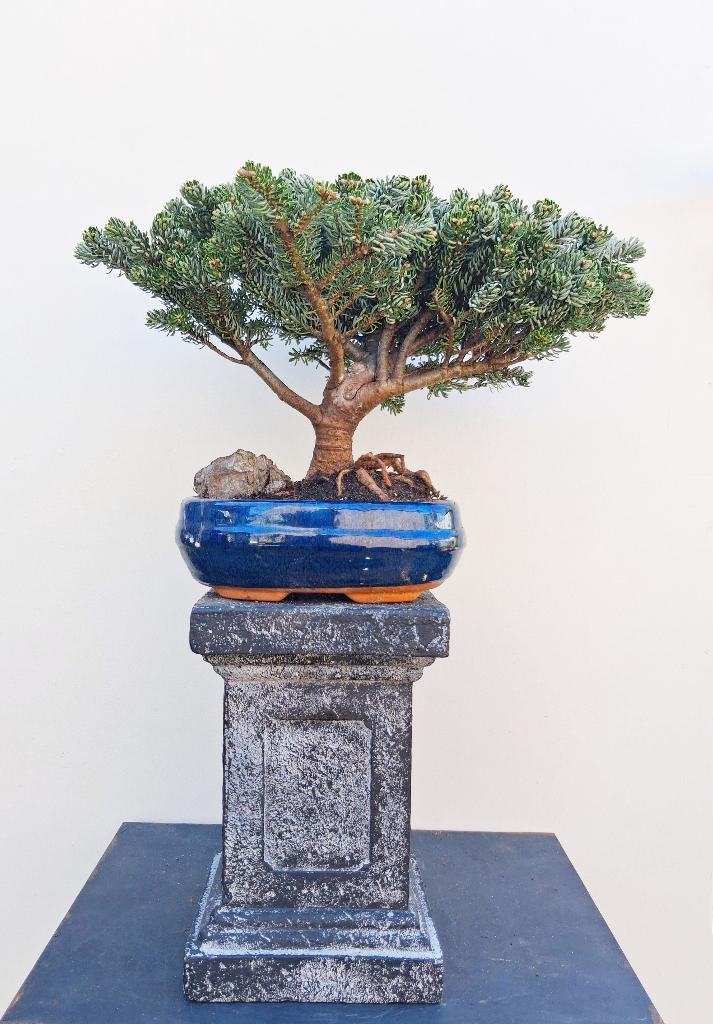 Bonsai Koreatanne Kohout’s Icebreaker-Koreaanse Zilverspar, In pot, Minder dan 100 cm, Bloeiende kamerplant, Bonsai