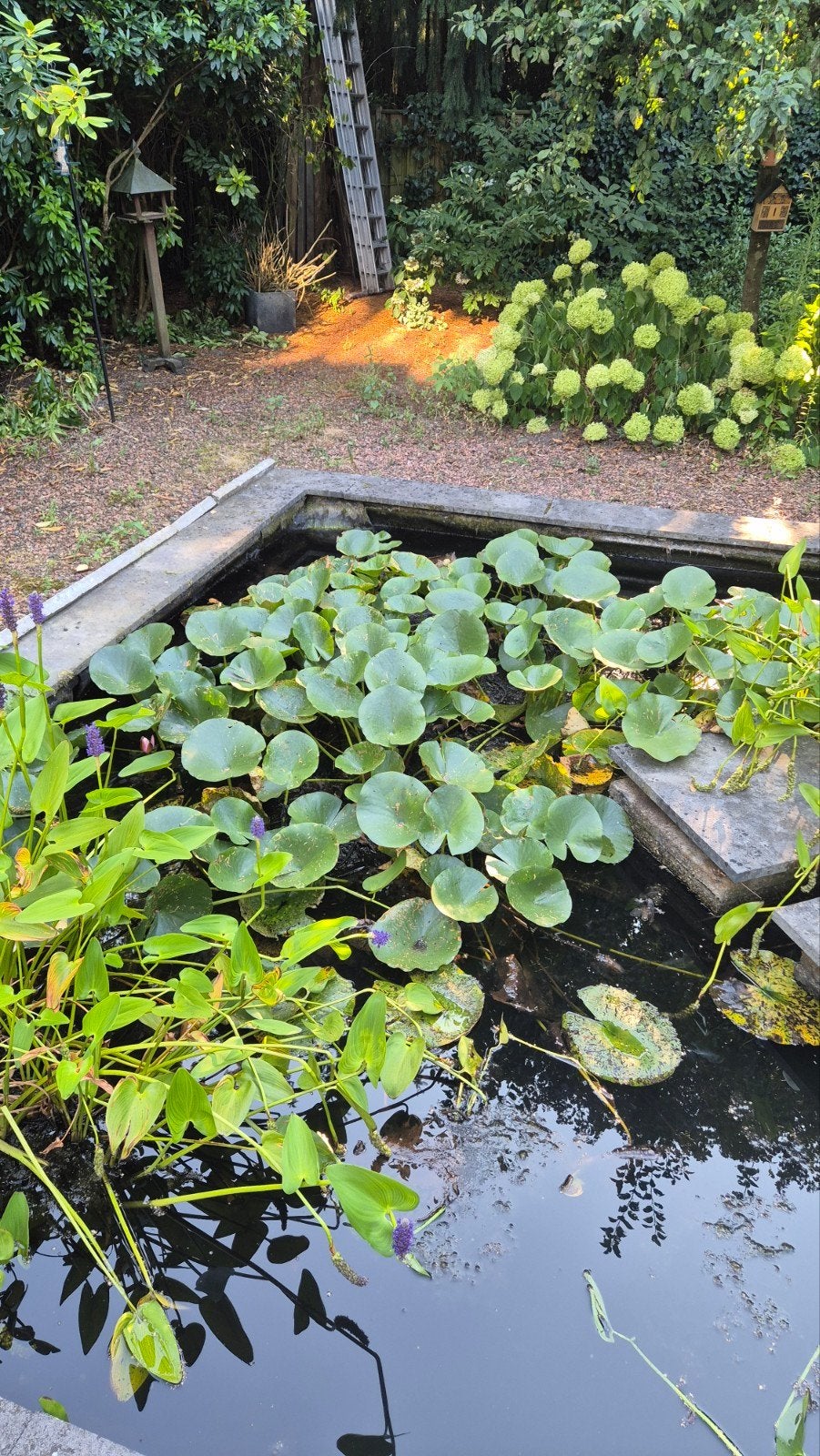 Diverse vijverplanten, waterlelies en snoekkruid, Ophalen, Nieuw