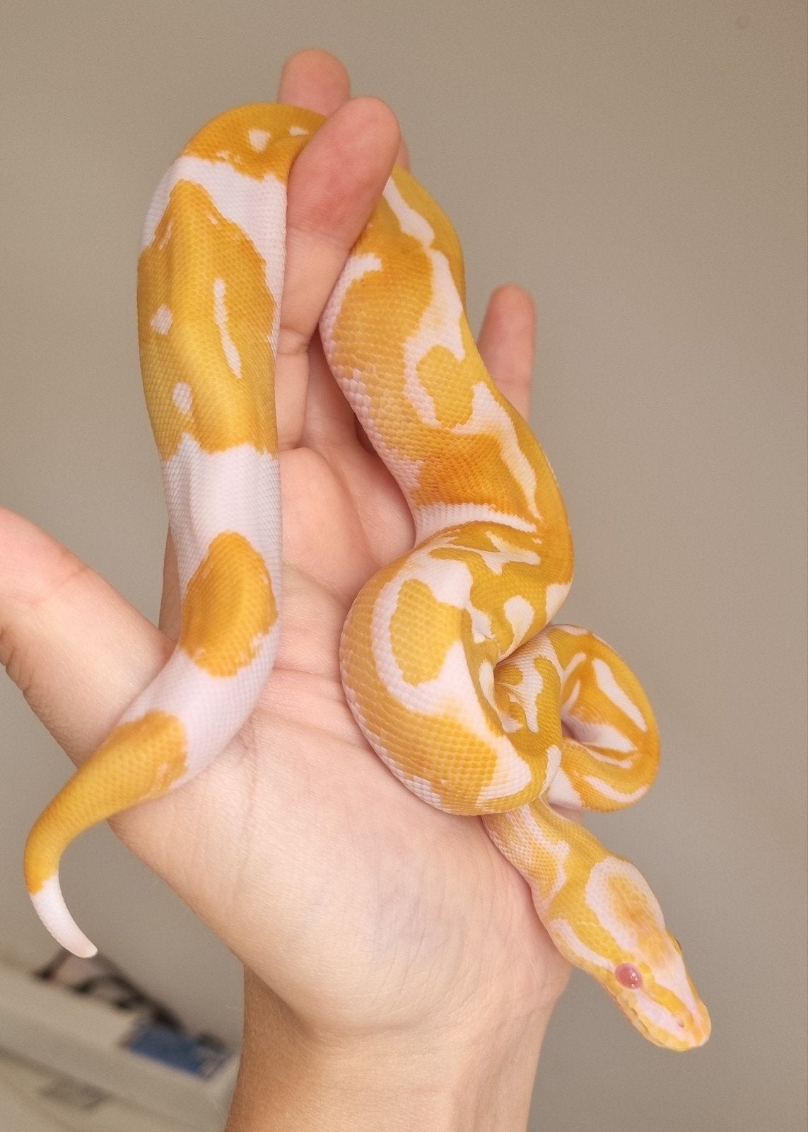 0.1 (blackhead) dreamsicle koningspython python regius Ball Python photo 3