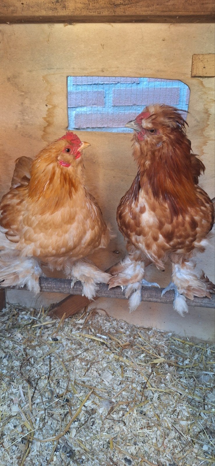 2 hanen (GRATIS), Dieren en Toebehoren, Pluimvee