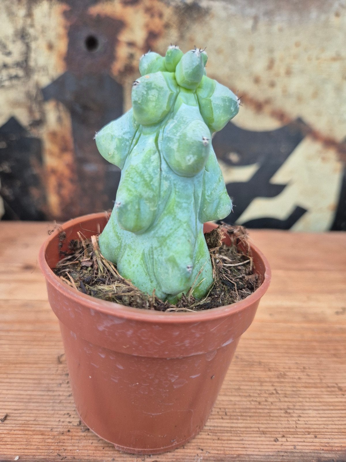 Cactus Myrtillocactus geometrizans Fukurokuryuzinboku p7 (12, Ophalen of Verzenden, Cactus, Volle zon, Minder dan 100 cm