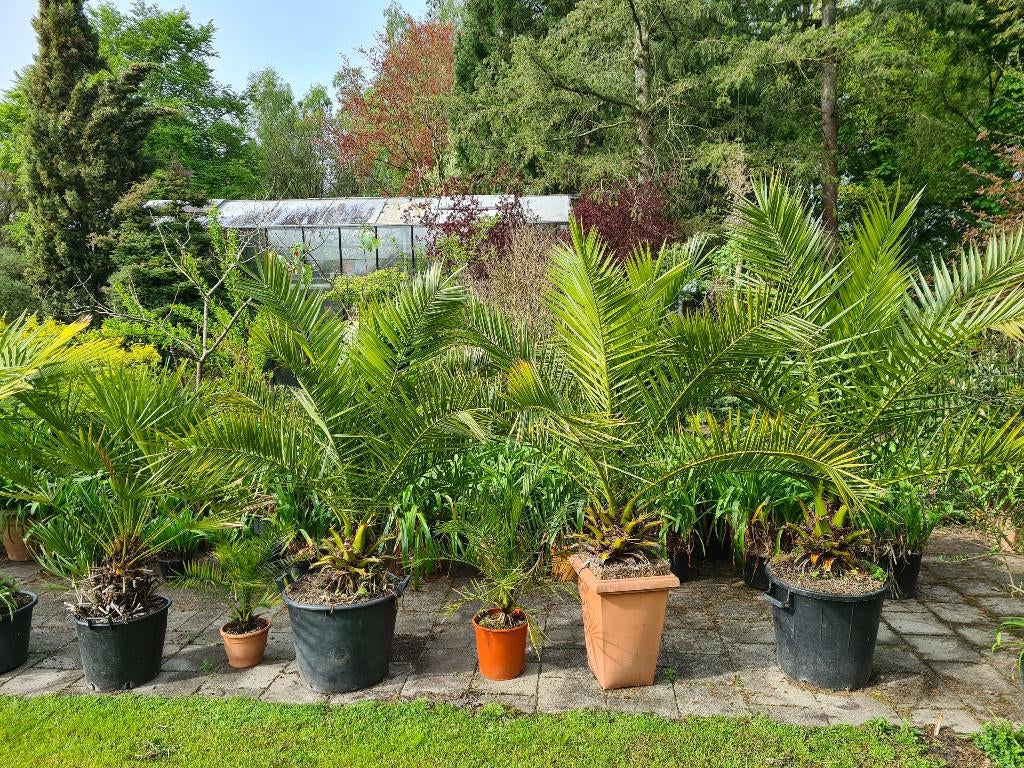 Phoenix Canariensis palmbomen te koop - 2 grote en 2 kleiner, Tuin en Terras, Planten | Bomen, 100 tot 250 cm, Zomer, Palmboom