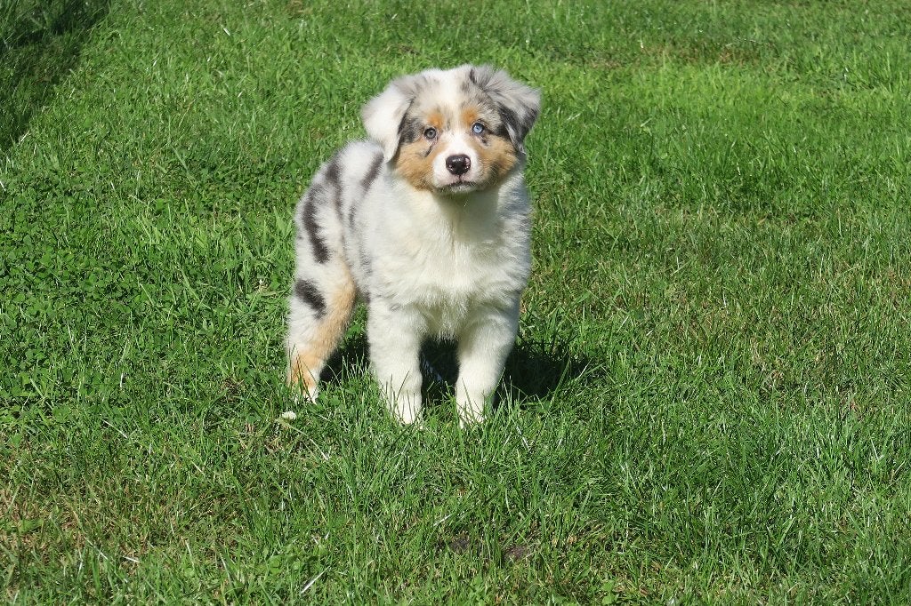 Knappe Australian Shepherd pups, Parvo, Nederland, 8 tot 15 weken, Meerdere